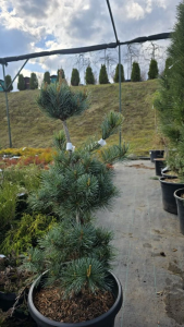 IMG_20260412_152038