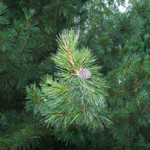 1634427193_2-p-kedrovaya-sosna-foto-4