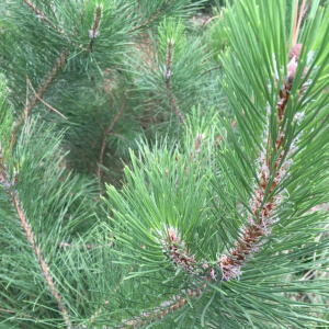 Pinus-nigra-Austriaca-leaf-needle-detail