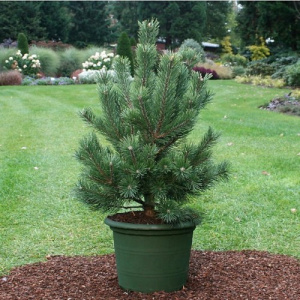 pinusMugoGnom3-500x500