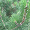 Pinus-nigra-Austriaca-leaf-needle-detail