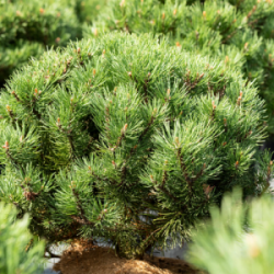 Pinus mugo LAURIN-500x500