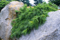 Pinus-strobus-Niagar