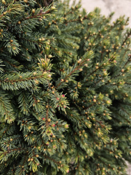 13296
