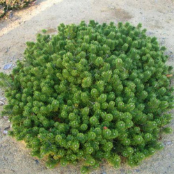 pinus_humpy1.jpg@webp