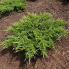 rockery-gem.jpg@webp
