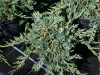 glauca.jpg@webp